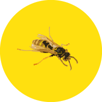 הדברת דבורים וצרעות בירושלים