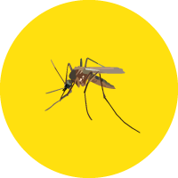 מדביר יתושים ומעופפים בירושלים - יוני הדברות - עושים סוף למזיקים בבית
