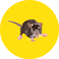 הדברת עכברים - יוני הדברות - עושים סוף למזיקים בבית