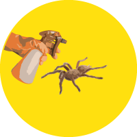 ריסוס נגד עכבישים בירושלים